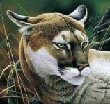image of cougar_face