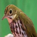 image of bird