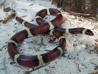image of king_snake