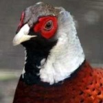 image of bird