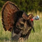 image of bird
