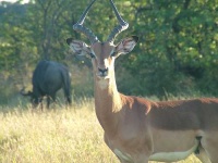 image of impala