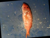 image of fish