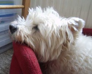 image of west_highland_white_terrier