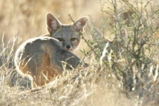 image of grey_fox