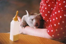 image of wombat