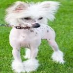 image of animal