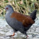image of bird