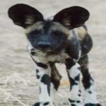 image of african_wild_dog #22