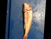 image of fish