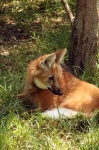 image of red_wolf