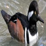 image of bird