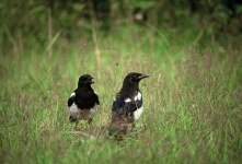 image of magpie