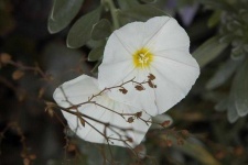 image of flower