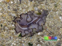 image of flatworm