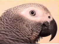 image of african_grey #21