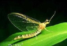 image of mayfly