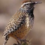 image of bird