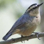 image of crested_nuthatch #13