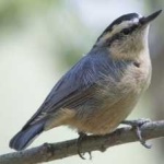 image of bird