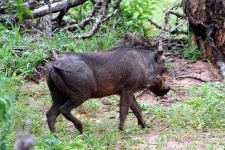image of warthog