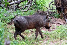 image of warthog #27