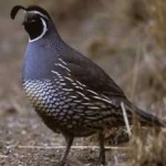 image of bird