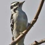 image of bird