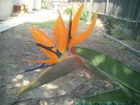 image of bird_of_paradise_flower #59