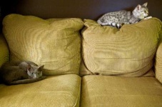 image of egyptian_cat