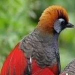 image of bird