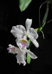 image of flower
