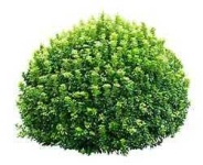 image of bush
