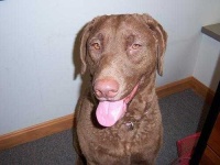 image of chesapeake_bay_retriever