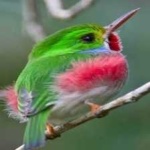 image of bird