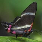 image of animal