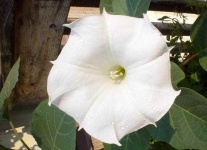 image of flower