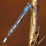 image of damselfly
