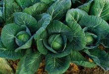 image of head_cabbage