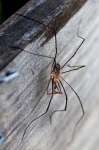 image of harvestman