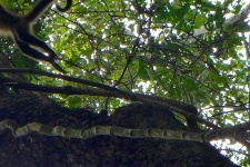 image of animal