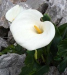 image of giant_white_arum_lily #12