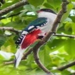 image of bird