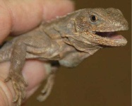 image of frilled_lizard