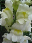 image of flower