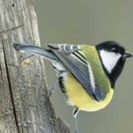 image of bird