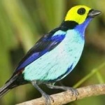 image of bird