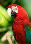 image of macaw