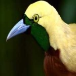 image of bird