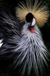 image of crane
